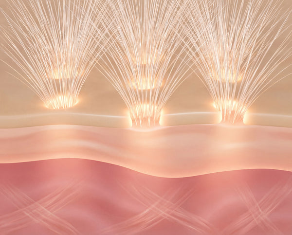 300,000 marine spicules open the door.