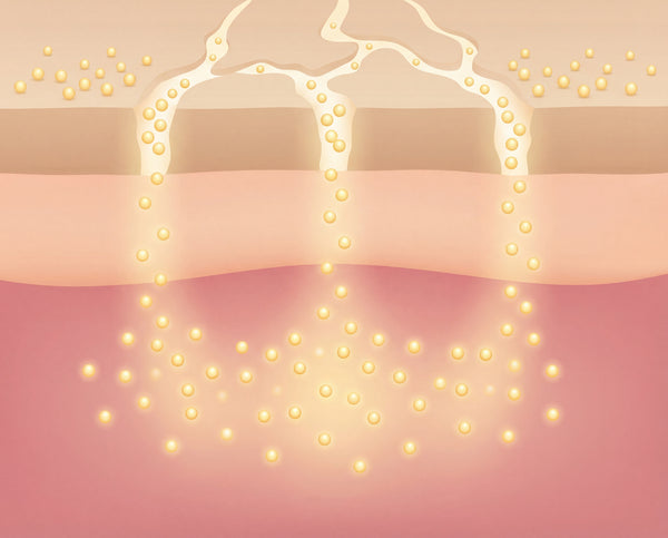 200 Da collagen finally reaches the dermis.